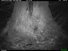 Antechinus flavipes leucogaster