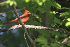 Cardinalis cardinalis