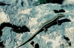 Iberolacerta monticola