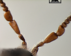 Spilomicrus coelopae