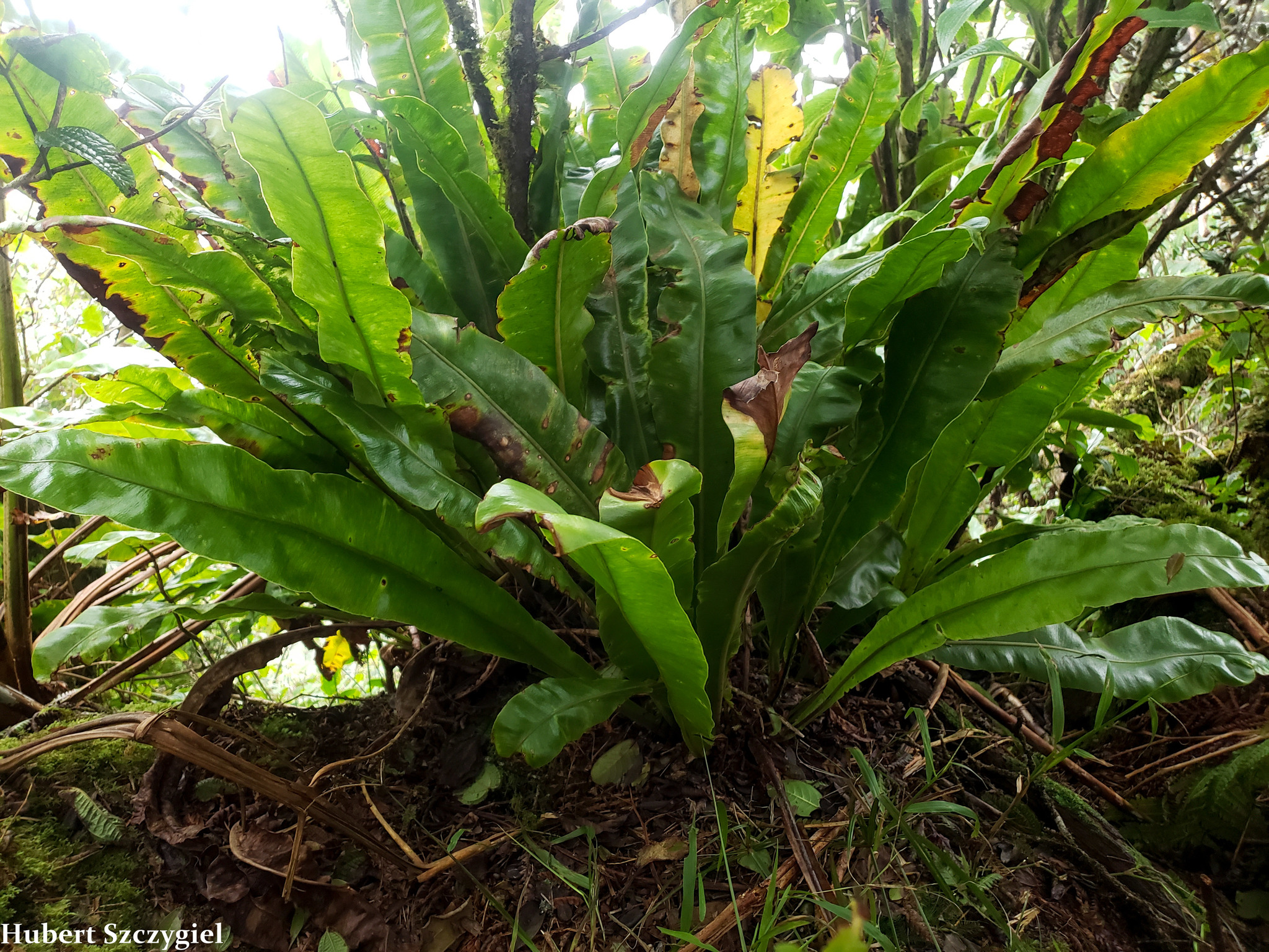 Elaphoglossum alatum
