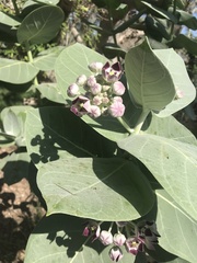 Calotropis procera