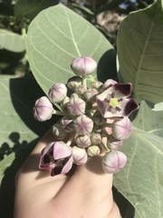 Calotropis procera