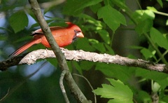 Cardinalis cardinalis