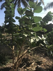 Calotropis procera