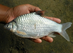 Barbonymus gonionotus