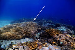 Sclerophytum flexibilis