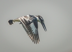 Ceryle rudis
