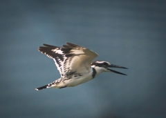 Ceryle rudis