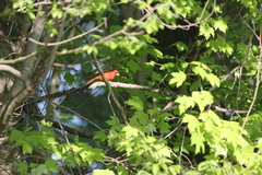 Cardinalis cardinalis