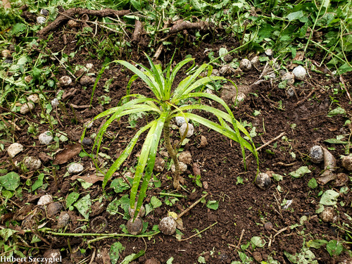 Dracaena forbesii observed 2022-01-06