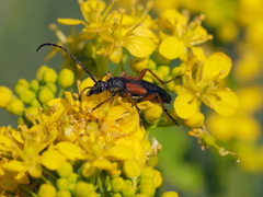 Stenurella jaegeri