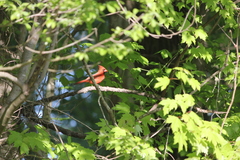Cardinalis cardinalis