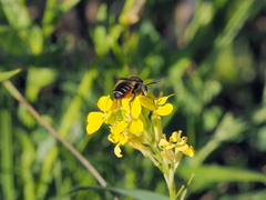 Megachile versicolor