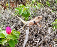 Calotes versicolor