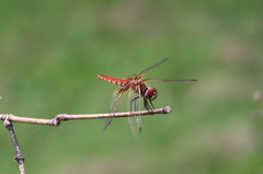 Aethriamanta circumsignata