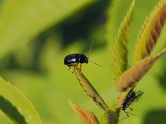 Cryptocephalus flavipes