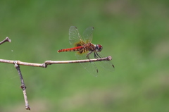 Aethriamanta circumsignata