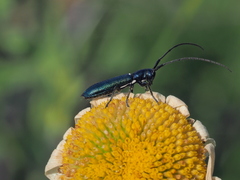 Agapanthiola leucaspis