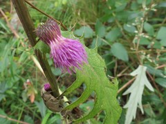 Cirsium schantarense