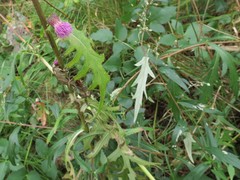 Cirsium schantarense