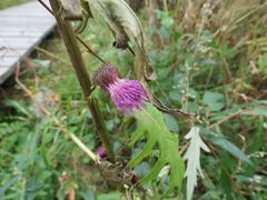 Cirsium schantarense