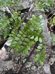 Mezoneuron brachycarpum