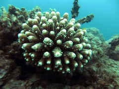 Acropora gemmifera