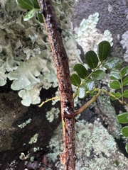 Mezoneuron brachycarpum