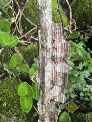 Mezoneuron brachycarpum