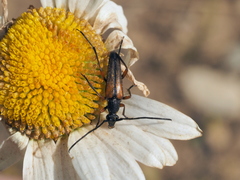 Stenurella jaegeri