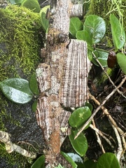 Mezoneuron brachycarpum