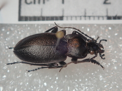 Carabus scabriusculus