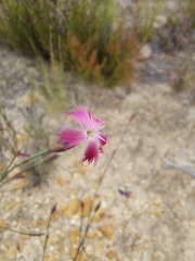 Dianthus bolusii