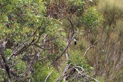 Rhipidura leucophrys