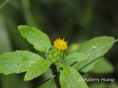 Carpesium divaricatum
