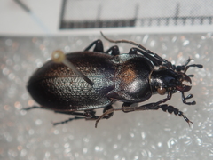 Carabus scabriusculus