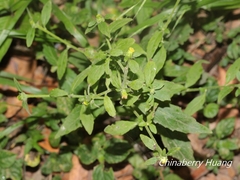 Carpesium divaricatum