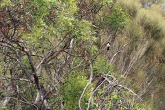 Rhipidura leucophrys