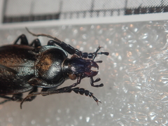 Carabus scabriusculus