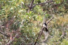 Rhipidura leucophrys