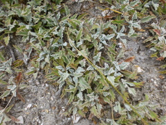 Centella capensis capensis