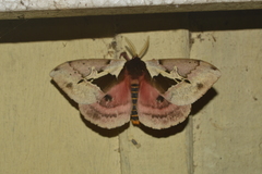 Dirphiopsis multicolor