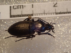 Carabus scabriusculus
