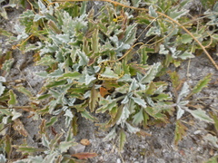 Centella capensis capensis