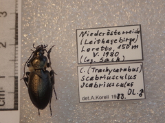 Carabus scabriusculus