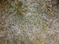 Centella capensis capensis