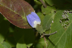 Cynarospermum asperrimum