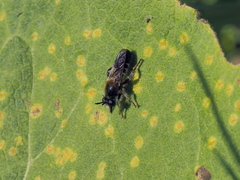 Choerades fuliginosa