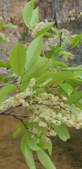 Homalium
